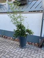 Bambuspflanze Hessen - Pfungstadt Vorschau