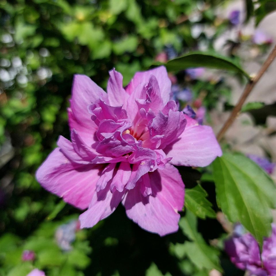 # # # Garten Hibiskus # # # in Frohburg