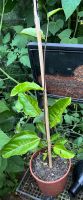 Passiflora edulis Pflanzen Niedersachsen - Wiesmoor Vorschau