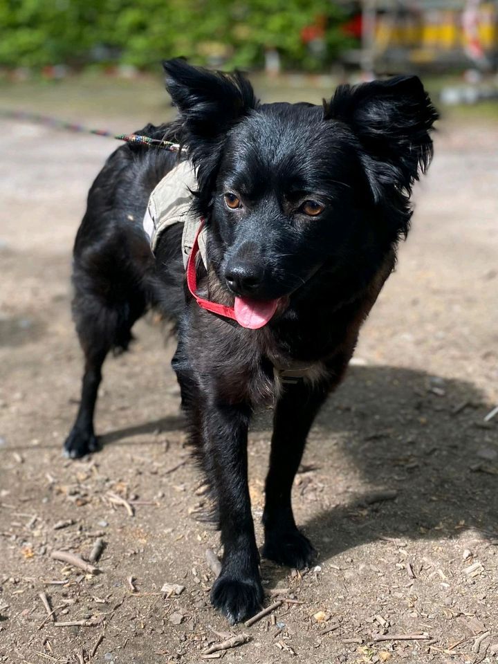 Feeny - bezaubernde Junghündin sucht ein Zuhause❤️ in Duisburg