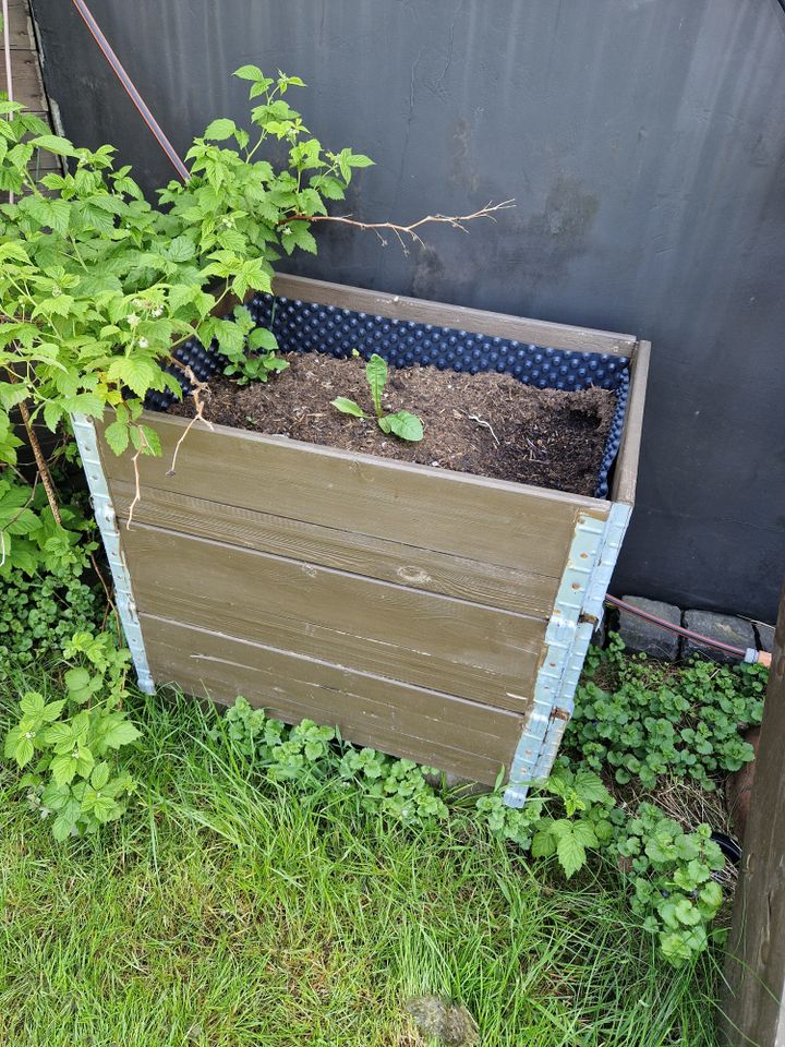 Hochbeet gemüse pflanzen garten in Arnsberg