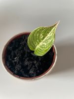 Kolbenfaden Aglaonema Cocomelon - tropische Zimmerpflanze Frankfurt am Main - Nordend Vorschau