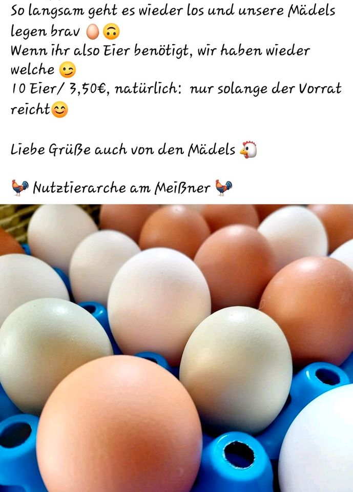 Frische Eier der Nutztierarche am Meißner in Meißner
