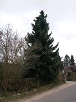 Weihnachtsbaum für Marktplatz, Kirche und Co Brandenburg - Müncheberg Vorschau