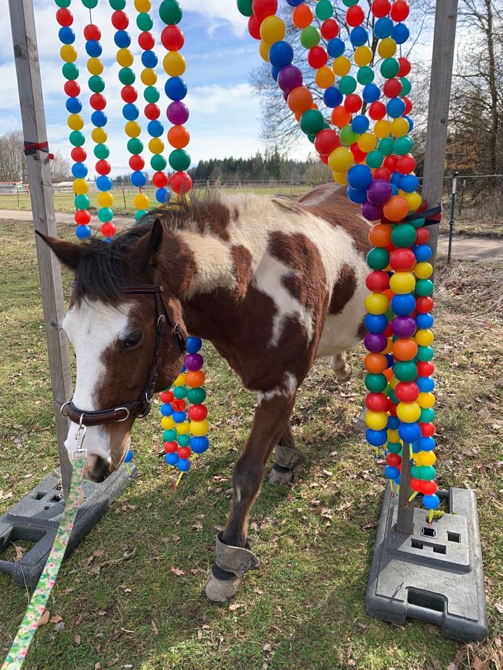 Offenstall Pferd/ Pony/ Esel/ Shetty in Olching