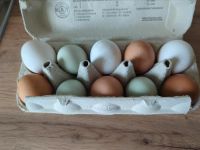 Eier aus eigener Haltung Neu-Seeland - Neupetershain Vorschau