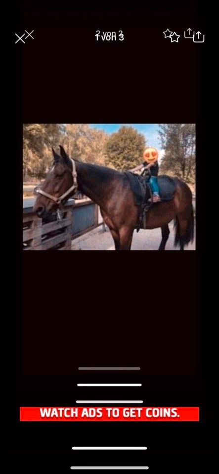 Kindergeburtstag * feiern beim reiten * Pferde in Lichtenau