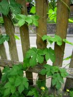 Hopfen Humulus lupulus Kletterpflanze Hessen - Liebenau Vorschau