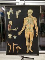 alte, große Schulwandkarte: Der Knochenapparat des Menschen Niedersachsen - Gehrden Vorschau