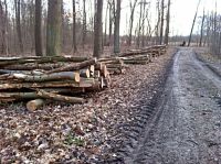 BRENNHOLZ ROTEICHE - direkt aus dem Forst Brandenburg - Senftenberg Vorschau