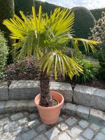 Hochwertige Hanfpalme Palme Garten Pflanze 190 cm groß inkl Topf Bayern - Ingolstadt Vorschau