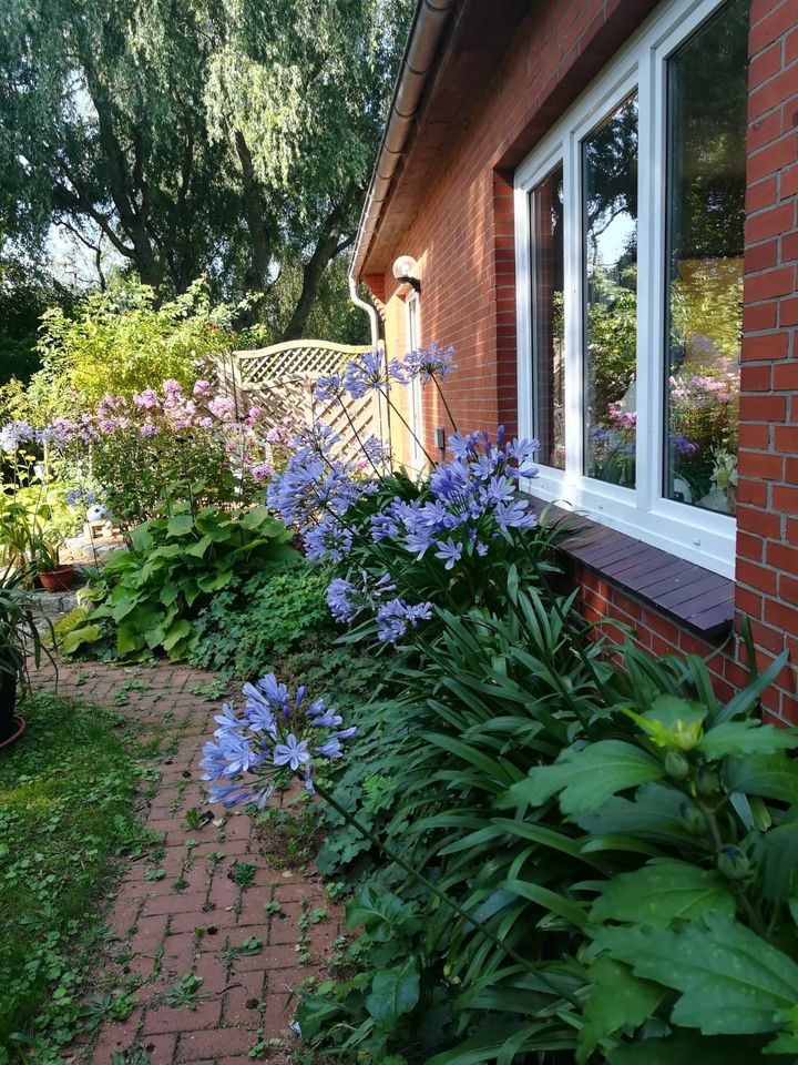 Acapanthus Töpfe in Schönhorst