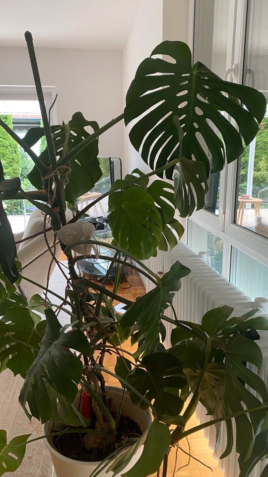 Monstera Philodendron Pflanze Large Zimmerpflanze ca.200 cm in Heusenstamm