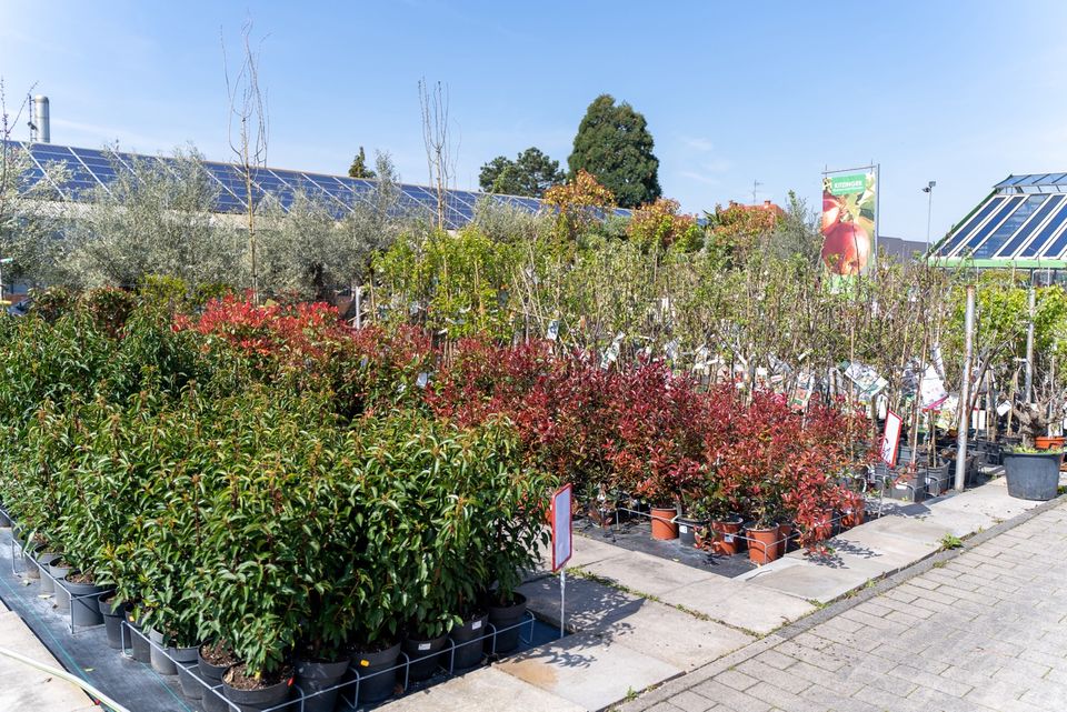 Sale %Kirschlorbeer XXL/Prunus Novita/ Heckenpflanze/190-200cm in Offenbach