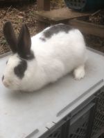 Junge Kaninchen Häsin zu verkaufen Thüringen - Hardisleben Vorschau