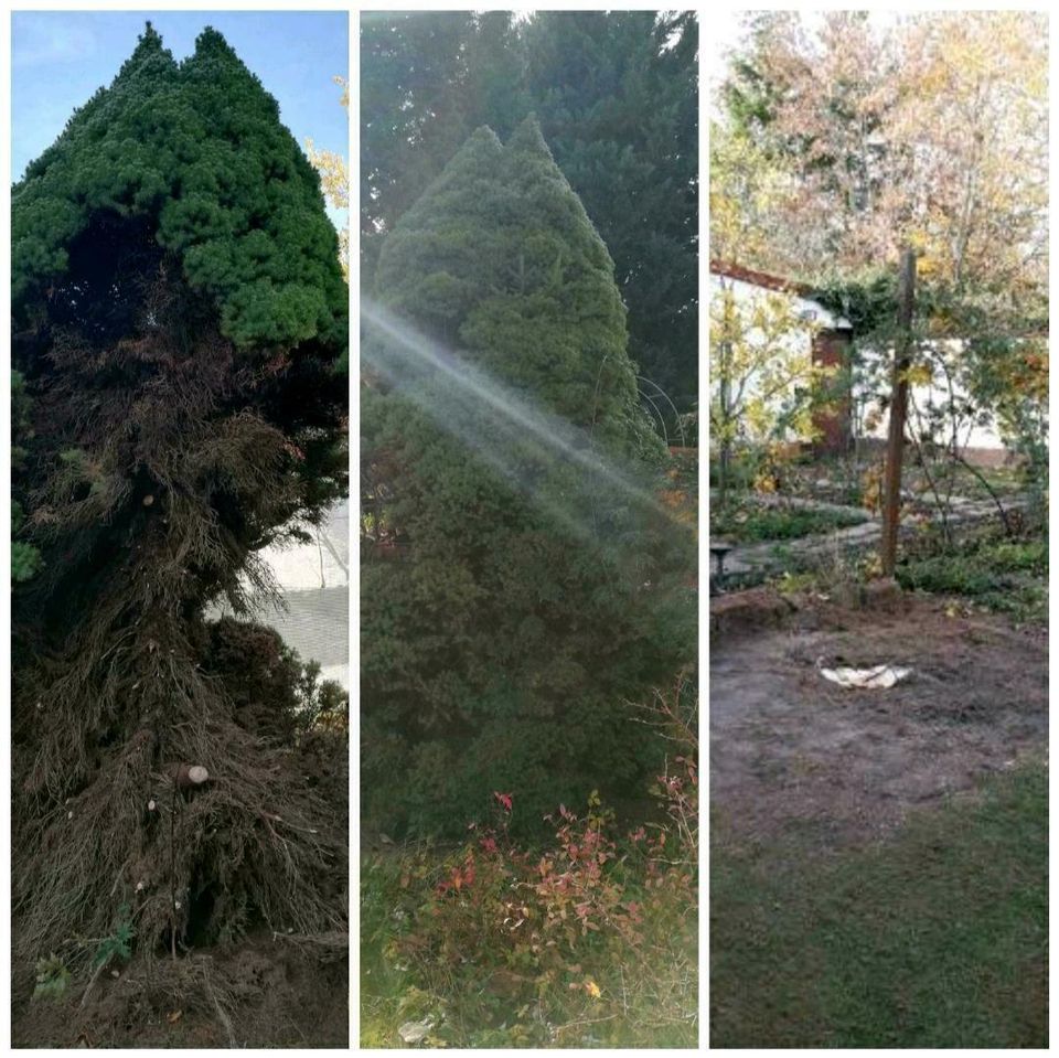 Helfe Ihnen im Garten Hecke schneiden Laub Strauch Baum Rasen in Leipzig