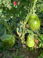 Schöne Pflanzen Aubergine, mehrere Sorten und Farben Hessen - Baunatal Vorschau