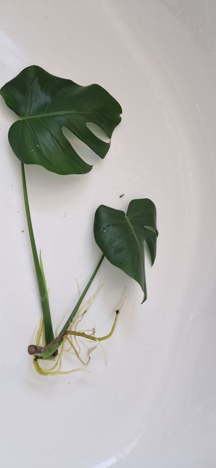 Monstera mit Wurzeln in Waiblingen