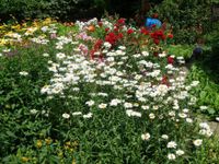 große Töpfe Sommermargeriten/ Insektenweide Niedersachsen - Appel Vorschau