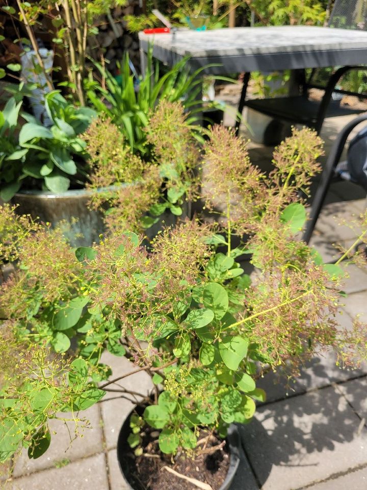 Perückenstrauch Cotinus coggygria Young Lady in Recklinghausen