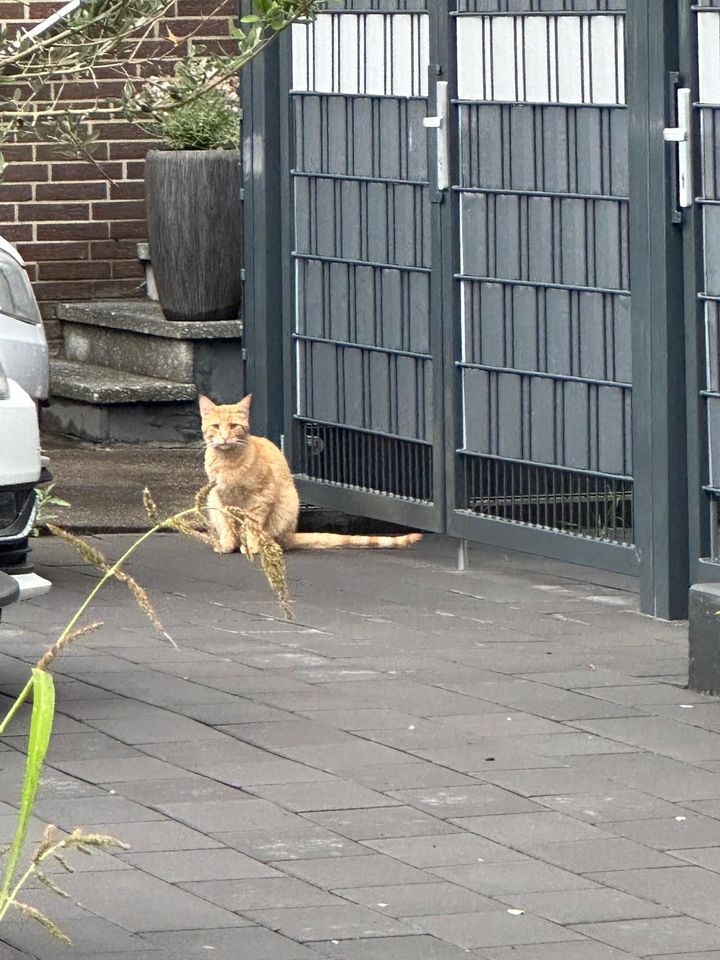 Wunderschöner Maicoon -Mix Kater in Herten