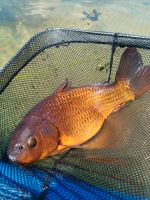 2 x Koi Orangefarben Teich , Teichfische , Goldfische Niedersachsen - Leiferde Vorschau