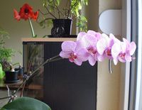 Orchidee mit rosa Blüten im 20 cm Topf Thüringen - Elsterberg Vorschau