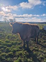 Galloway Kühe Mutterkühe schwarz / braun kein Bio Bayern - Burgthann  Vorschau