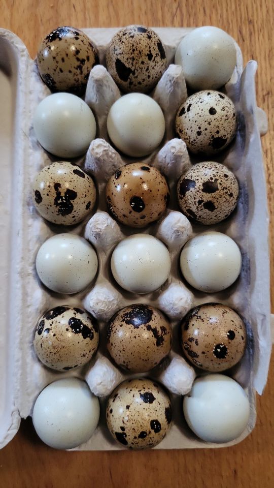 Wachtel(brut)eier in Blaibach