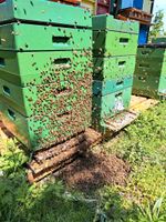 Bienenvolk, Buckfast, DNM Thüringen - Artern/Unstrut Vorschau