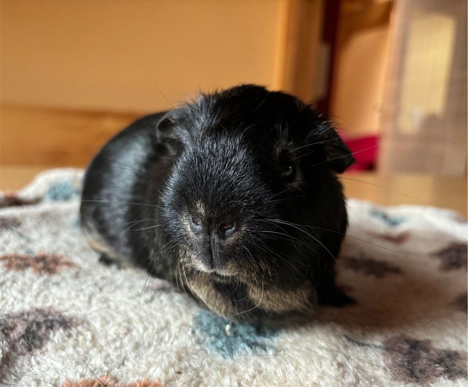 Meerschweinchen Baby Böckchen in Hückelhoven