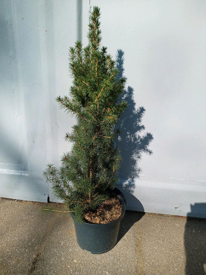 Zuckerhutfichten im Topf ca. 50-60 cm Hoch , 10 Stück in Cottbus