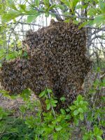 Suche Bienenschwarm Niedersachsen - Großefehn Vorschau