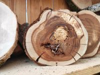 Baumscheiben Bretter Stämme Holzscheiben Äste Bayern - Pilsach Vorschau