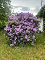 Rhododendron Niedersachsen - Soderstorf Vorschau