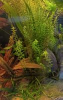 Rotala rotundifolia Aquarium Wasserpflanze Bayern - Lauterhofen Vorschau