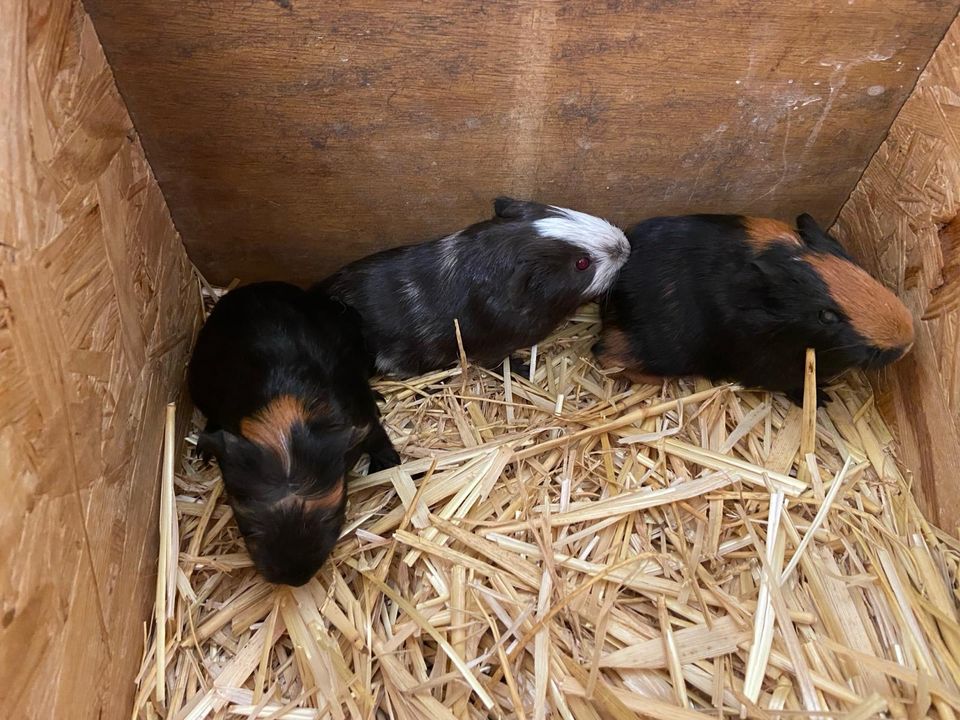 Meerschweinchen, Meeris, Weibchen +Männchen in Georgsmarienhütte