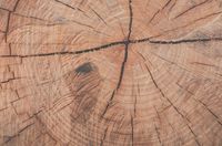 Holztechniker sucht Arbeit Nordrhein-Westfalen - Lübbecke  Vorschau