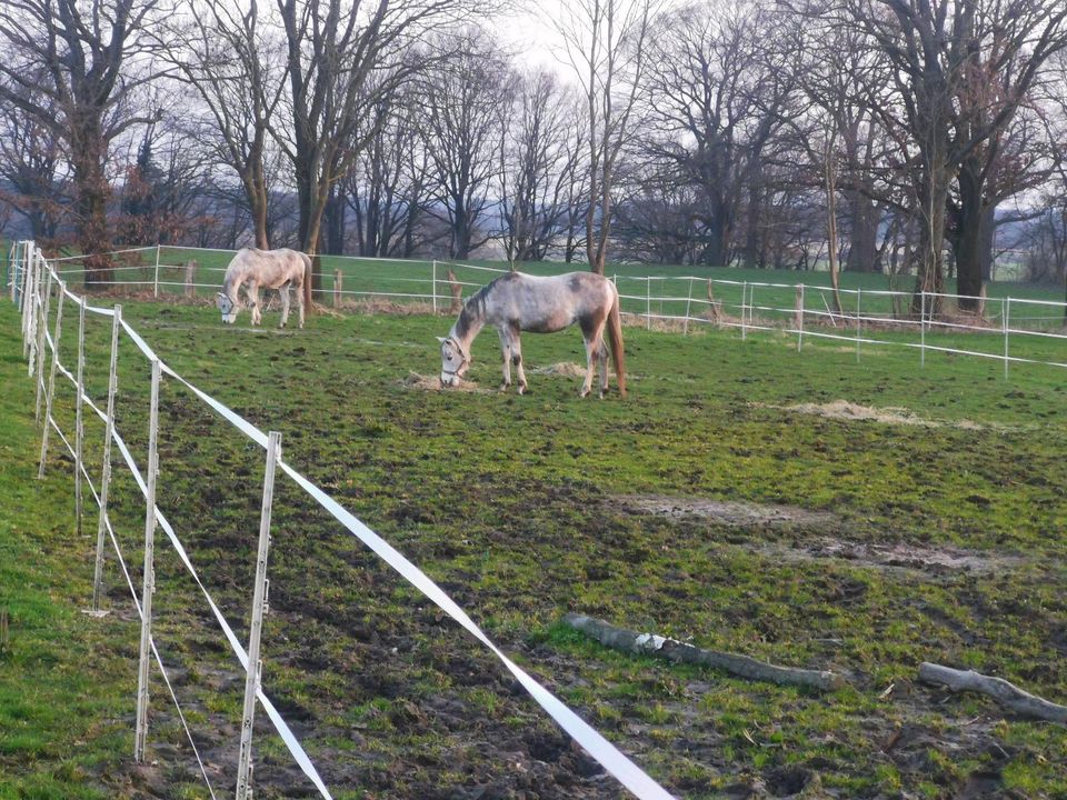 Stallhilfe gesucht in Neustadt am Rübenberge