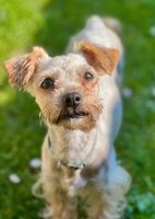 VIOLA Yorkshire Terrier Hündin Tierschutz Hund Schleswig-Holstein - Bad Segeberg Vorschau