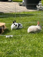 Zwergkaninchen Damenpaar Nordrhein-Westfalen - Sonsbeck Vorschau