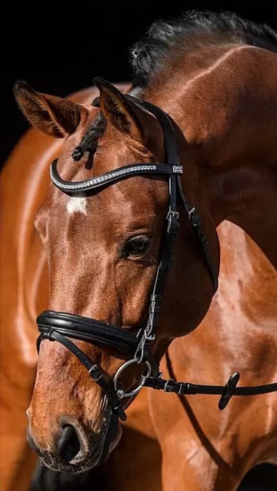 Trense COB/Kleinpferd schwarz Echtleder inkl. Zügel NEU OVP in Hemmingen