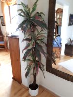 Künstliche Palme Baum Pflanze Zimmerpflanze Nordrhein-Westfalen - Morsbach Vorschau