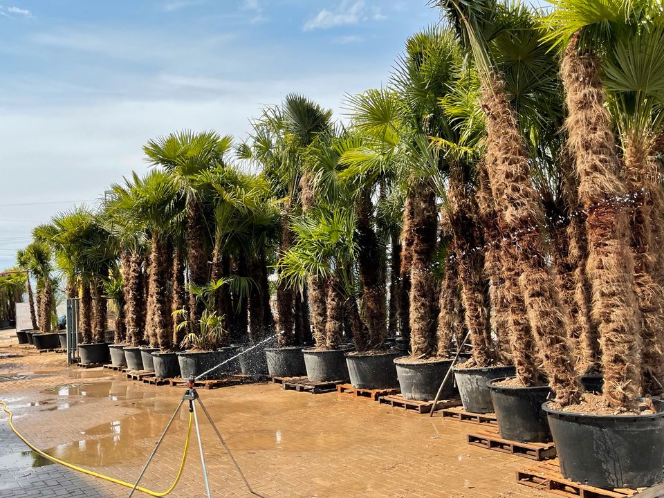 Trachycarpus 2er Multistamm Mehrstämmige Palme Fortunei in Ettenheim