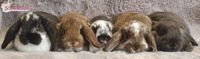 ♡ Minilops ♡ Zwergwidder ♡ Mini Lop ♡ Dresden - Lockwitz Vorschau