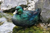 Suche Smaragd Enten Smaragdenten Enten Erpel Brandenburg - Märkische Heide Vorschau