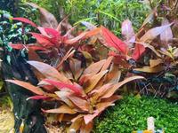 Alternanthera reineckii 'Mini' Papageienblatt Aquariumpflanze Nordrhein-Westfalen - Bünde Vorschau