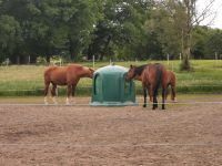 Reitbeteiligung Pflegebeteiligung Niedersachsen - Rhauderfehn Vorschau