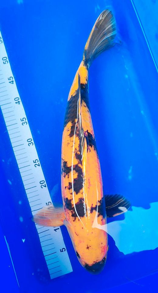 JAPAN KOI KI UTSURI MARUDO 52 CM in Hoppegarten