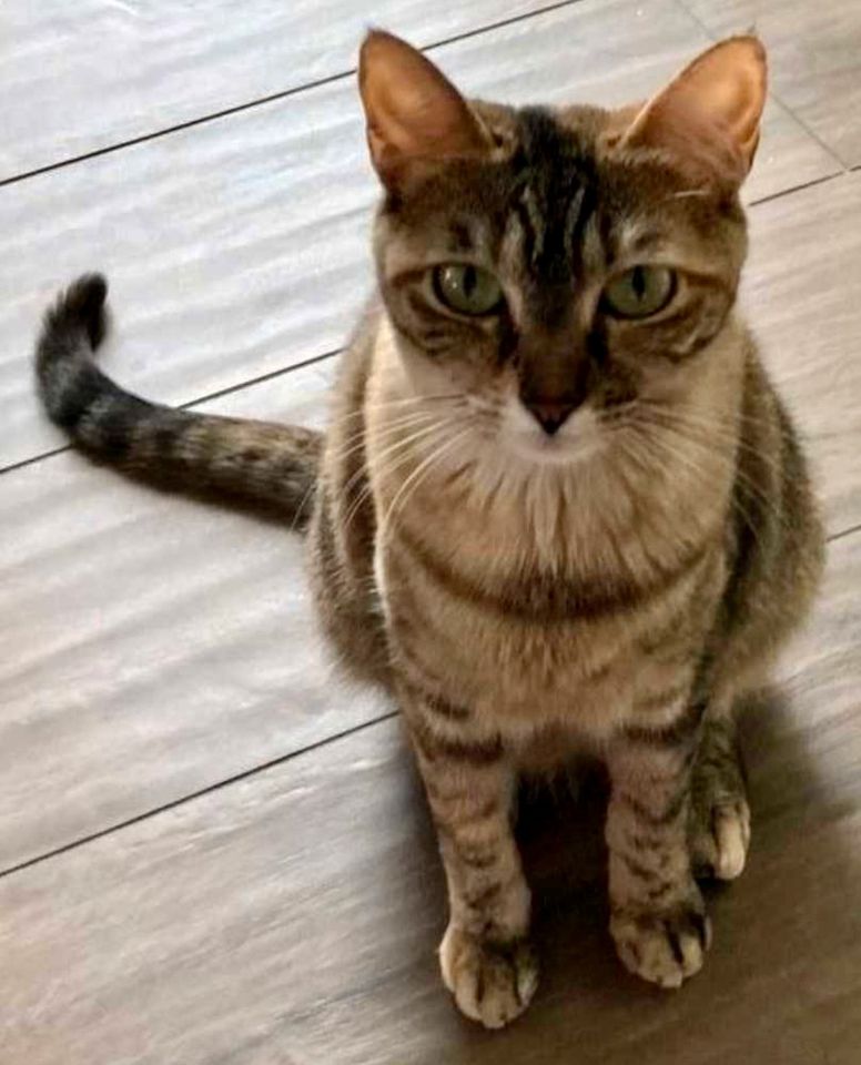 ‼️ Katze schmerzlich vermisst - Saulheim ‼️ in Wiesbaden